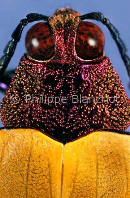 Chrysochroa buqueti.JPG - in "Portraits d'insectes" ed. SeuilChrysochroa buquetiBupresteJewel beetleColeopteraBuprestidaeMalaisie